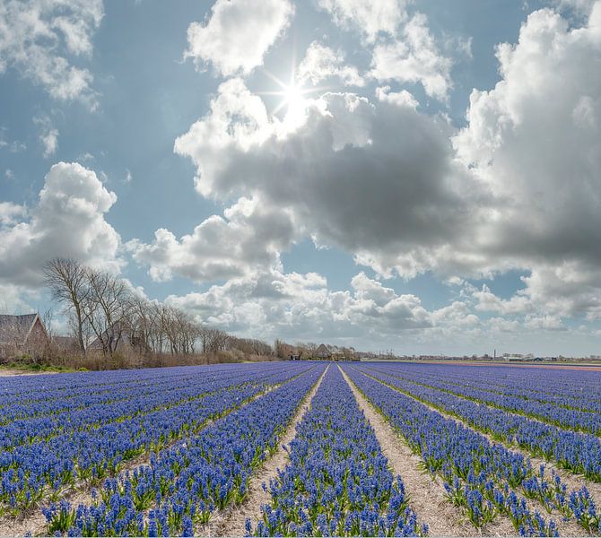 Bauernhäuser mit einem Feld blauer Hyazinthen, Sint Maartensvlotbrug, Noord-Holland von Rene van der Meer