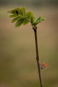 Blauw vuurvlinder op een stam in de regen van Marjolein Fortuin