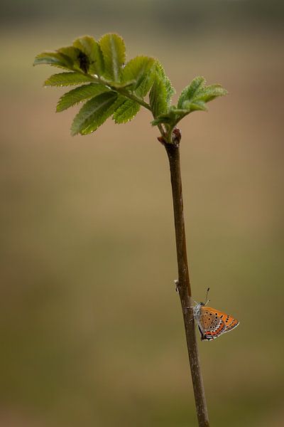 Papillon bleu sur un tronc sous la pluie par Marjolein Fortuin