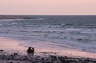 Twee zeehonden op een strand van Elles Rijsdijk thumbnail