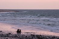 Twee zeehonden op een strand van Elles Rijsdijk thumbnail