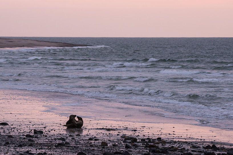 Twee zeehonden op een strand van Elles Rijsdijk