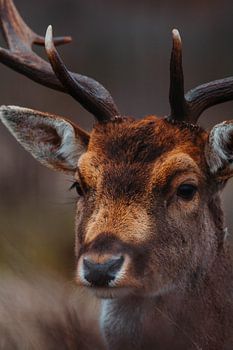 Portrait of a deer