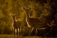 Two deer at sunset