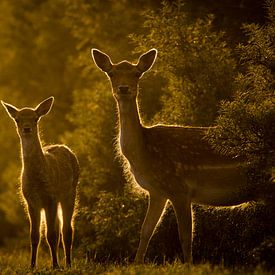 Two deer at sunset by Marcel Alsemgeest
