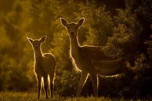 Zwei Hirsche bei Sonnenuntergang von Marcel Alsemgeest