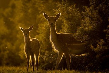 Two deer at sunset