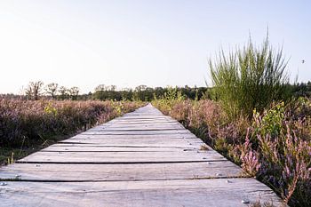 Een pad door de heide