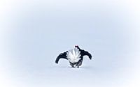 Black cock in the courtship display