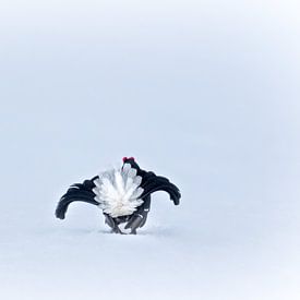 Black cock in the courtship display by Dominik Imhof