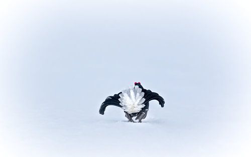 Birkhahn in der Balz von Dominik Imhof