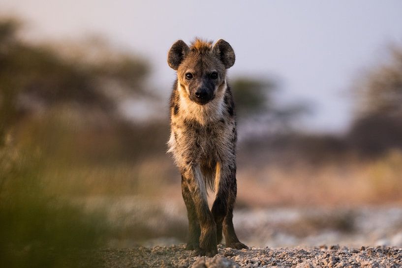 In the eye of the Hyena by Jan-Joost Snijders