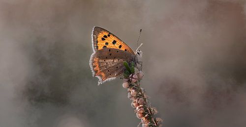 Vuurvlinder met mistige achtergrond