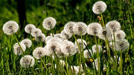 Pusteblume von Dieter Walther