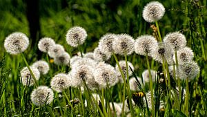 Pusteblume