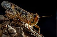 Grasshopper