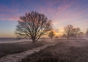 Lever de soleil brumeux Posbank sur Mario Visser