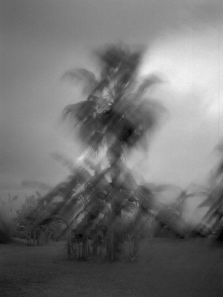 The palm of the caliph by Günther Henry Schulze