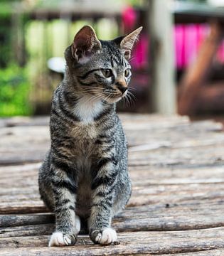 poes zit op houten tafel