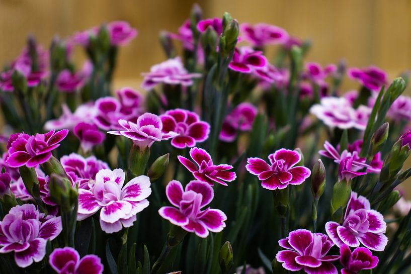 Purple flowers from the garden by Kelsey van den Bosch