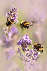 Bijen op Lavendel. van Alie Ekkelenkamp