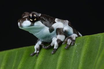 Amazone Melkkikker (Trachycephalus resinifictrix) van Ronald Pol