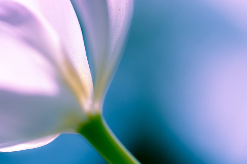 Delicate tulip blossom 01 by ahafineartimages