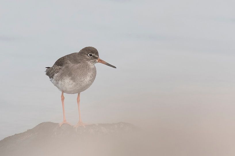 Kustwacht van Sander Meertins