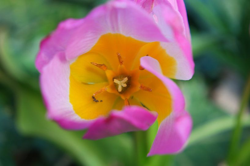 Macro photo of a flower by Double u photography