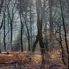 Mist in de bossen bij Auterlitz van Atelier van Saskia