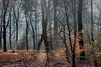 Mist in de bossen bij Auterlitz