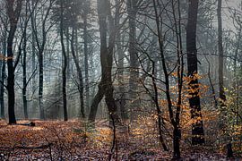 Mist in de bossen bij Auterlitz