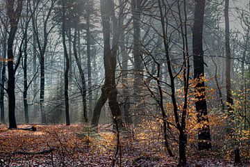 Brouillard dans les bois près d'Auterlitz