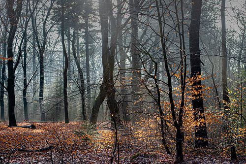 Fog in the woods near Auterlitz by Atelier van Saskia