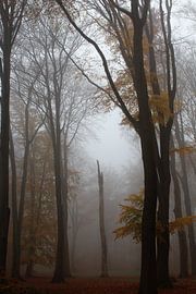 Trees, autumn, nature, fog