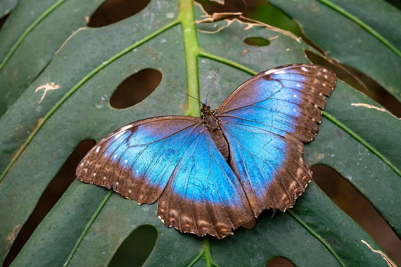 Papillon bleu morpho sur une feuille par Animaflora PicsStock