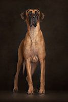 Honden