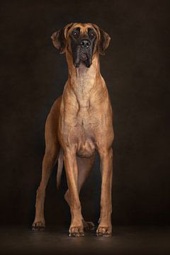 Great Dane (Dogs) by Patrick Reymer