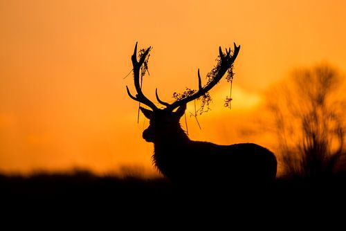 Rotwild Hirsch Silhouette