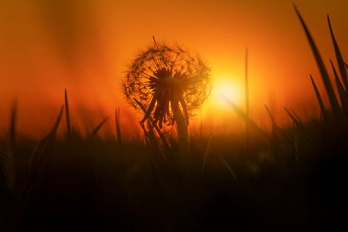 Löwenzahn und Sonnenuntergang.