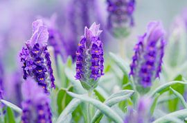 Violett-Lavendel in zartem Grün