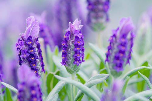 Purple lavender in soft green