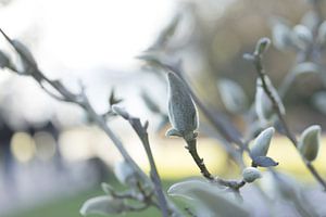 Zarte Magnolien