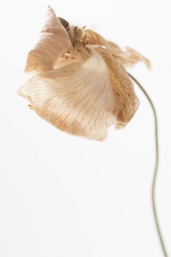 Hellrosa Blume minimalistische Nahaufnahme Foto