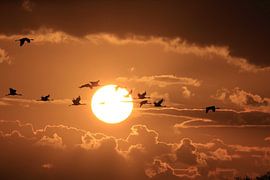 Kraniche im Sonnenuntergang Zingst Ostsee Deutschland von Frank Fichtmüller