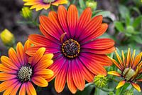 Fleurs | Cycle de vie des Marguerites espagnoles colorées