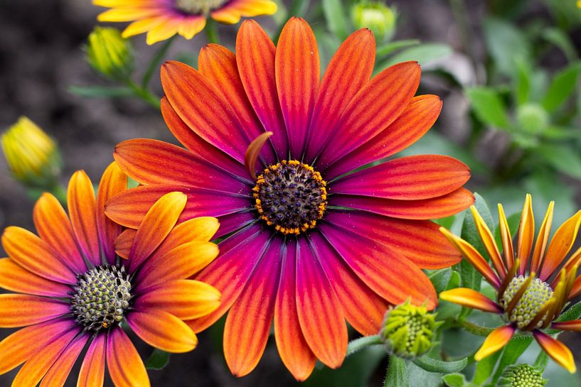 Blumen | Lebenszyklus der farbenprächtigen spanischen Margeriten von Femke Steigstra