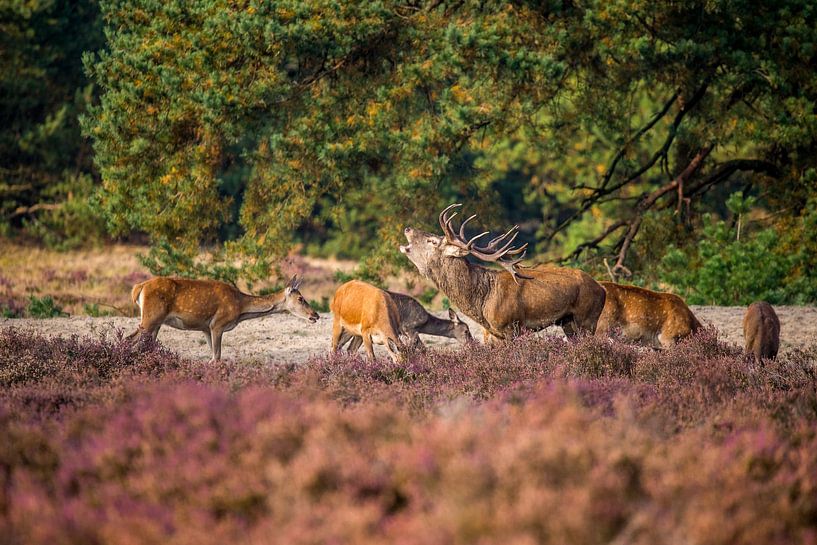 Le brame du cerf rouge par Annemarie Goudswaard