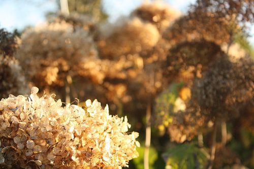 Herfst, o wat ben je mooi