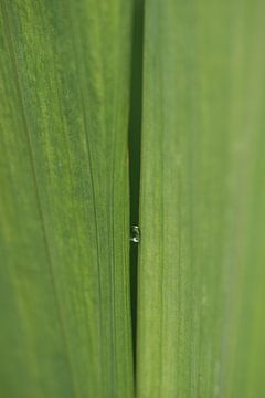 Beklemde druppel by Jan Heijligers